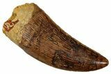 Serrated, Carcharodontosaurus Tooth - Real Dinosaur Tooth #341270-1
